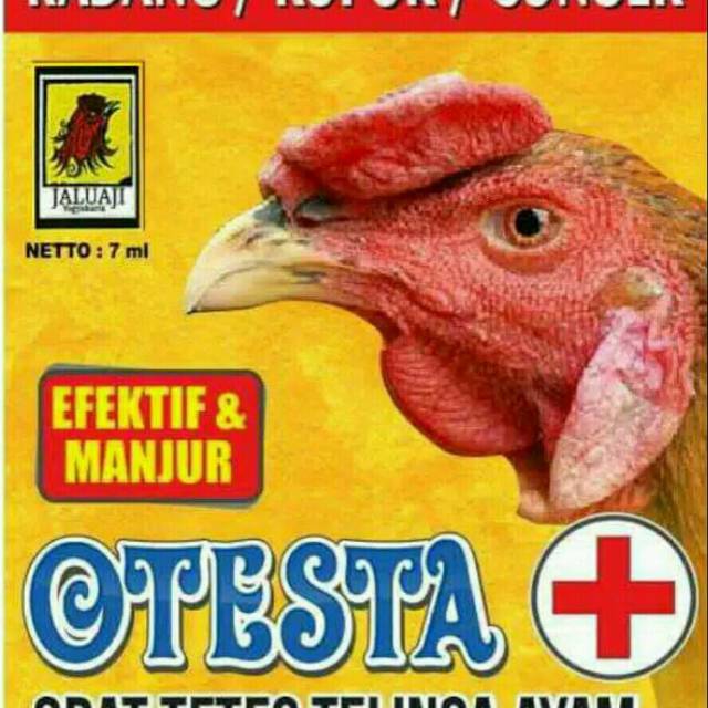 otesta ayam burung obat tetes mata telinga kuping radang kopok congek