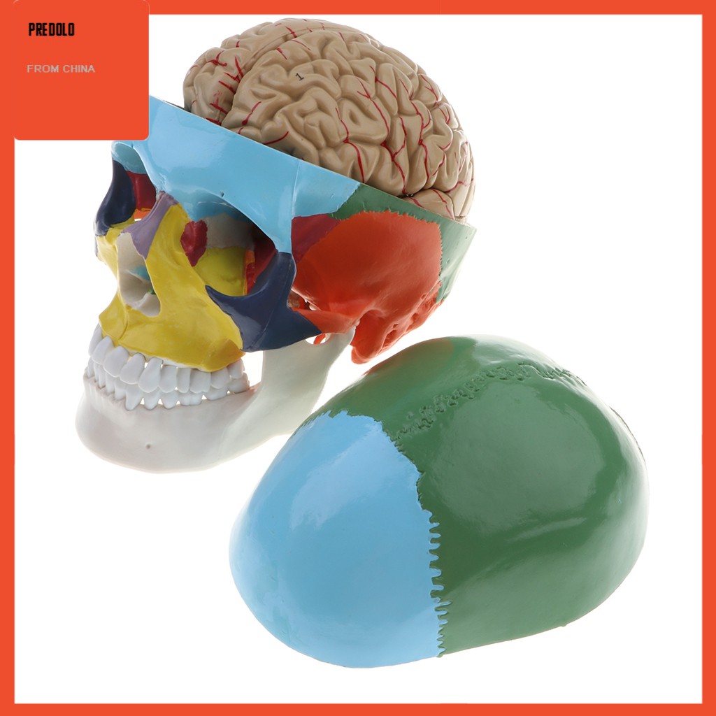 [In Stock] Colored 1:1 Anatomical Human 8 Parts Brain &amp; Head Skull Skeleton Model Set