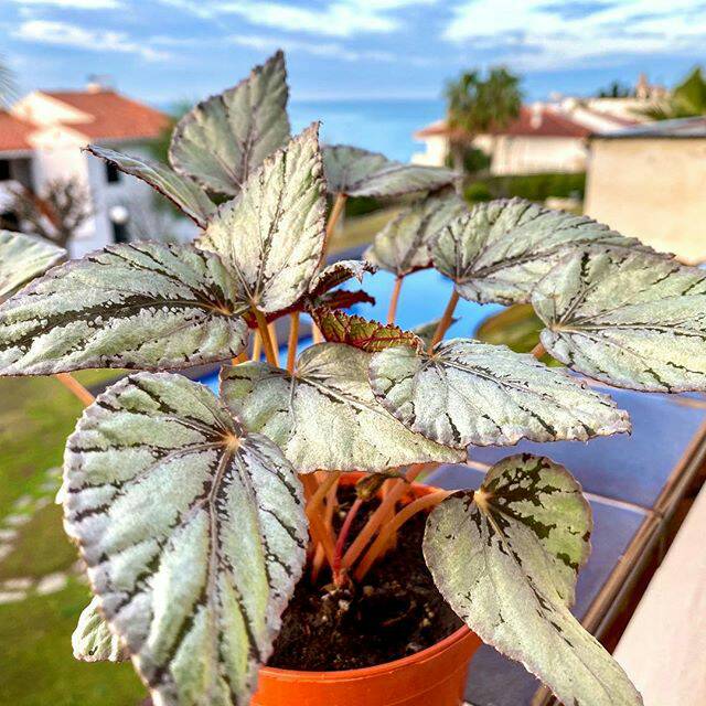 Tanaman Hias Bunga Begonia - Begonia Rex jolie silver - Daun Begonia Jolie silver