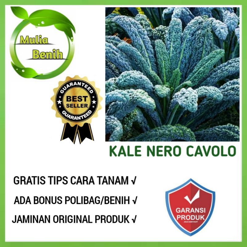 Isi 25 Biji - Benih Kale Nero CAVOLO - Bibit Tanaman Sayur Sayuran Kale Gruner Kale Nero Hidroponik