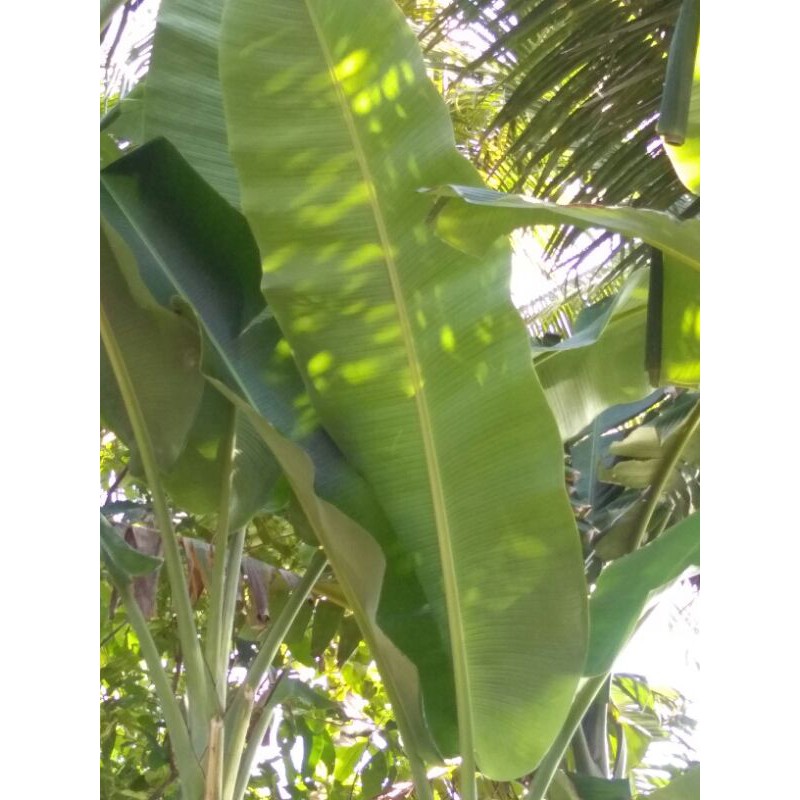 

Daun pisang batu segar