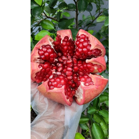 

FRESH BUAH DELIMA MERAH/POMEGRANATE TURKEY-MESIR MEDIUM & JUMBO HARGA PERBUAH