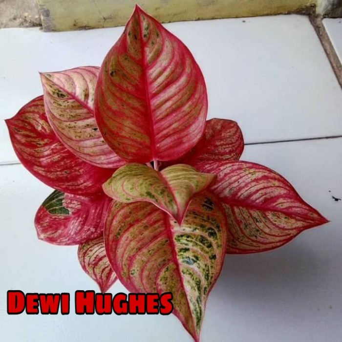 Bonggol Tanaman Hias Aglonema dewi Hughes|bonggol Aglonema dewi hughes