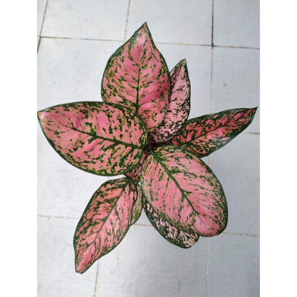 AGLONEMA LADY VALENTINE JUMBO ANAK SATU