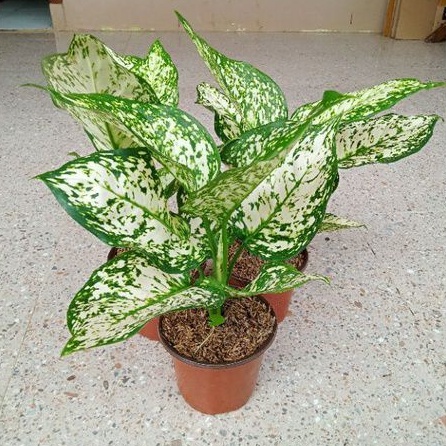 Aglonema Dud White Ukuran Dewasa Daun 6-8