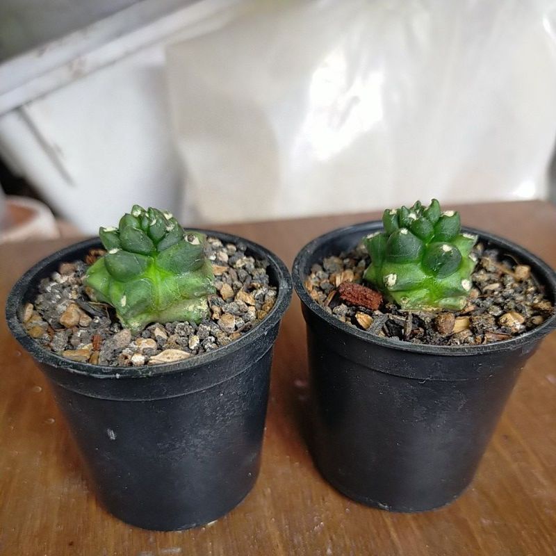 gymnocalycium kikko transformer gymno kiko-size S