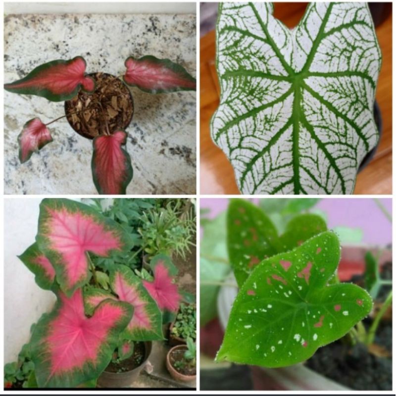 paket 4 Tanaman hias keladi ( keris,pink love,putih,tricolor )