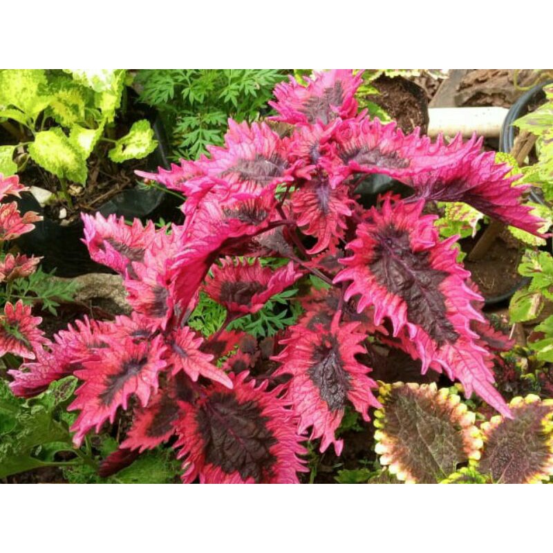 Tanaman Bunga Miana ID Dendeng Balado Miana Balado Merah