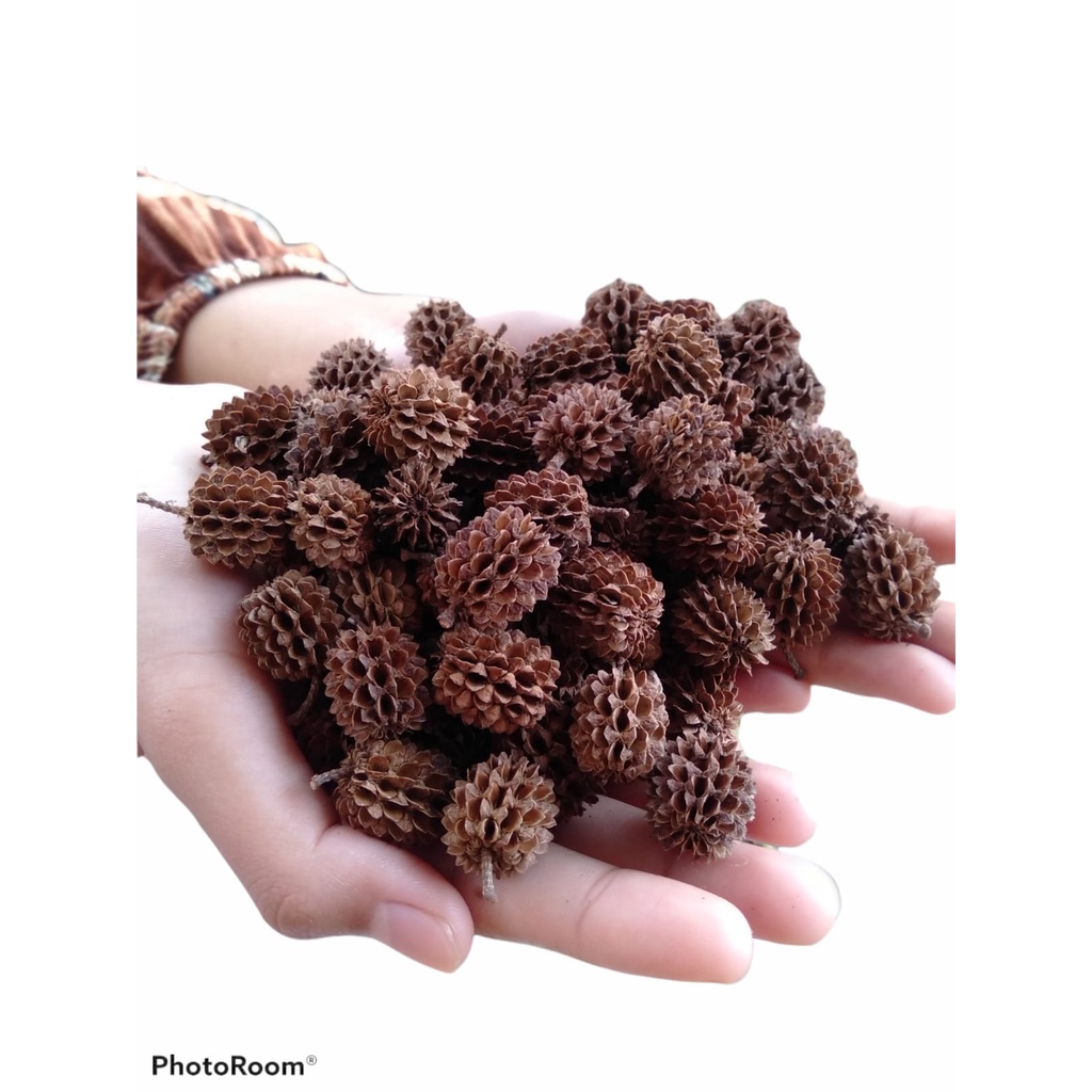 TERMURAH Bunga Kering Shopee Bunga Kering Hiasan Kamar Bunga Kering Hiasan Dinding Bunga Kering Hias