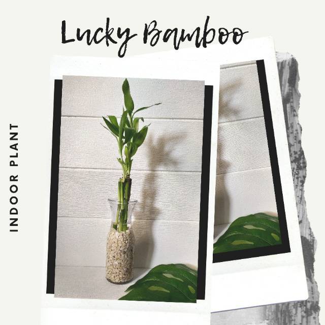 BAMBU CINA TANAMAN HIAS BAMBU REJEKI HOKI HOKY LUCKY BAMBOO MINI SUSUN DEKORASI