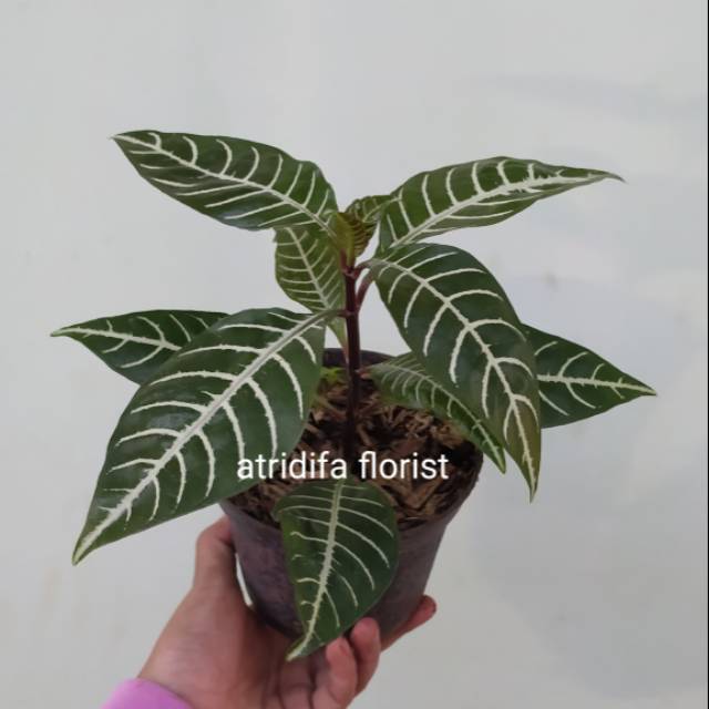 Aphelandra Hijau - Tanaman hias daun apelandra zebra