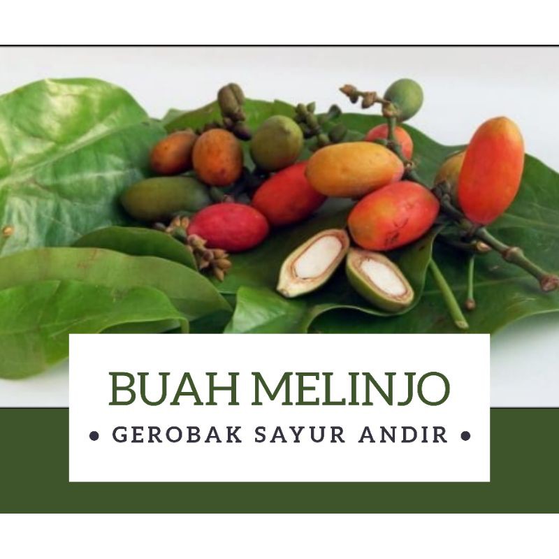 

Buah Melinjo /250gr