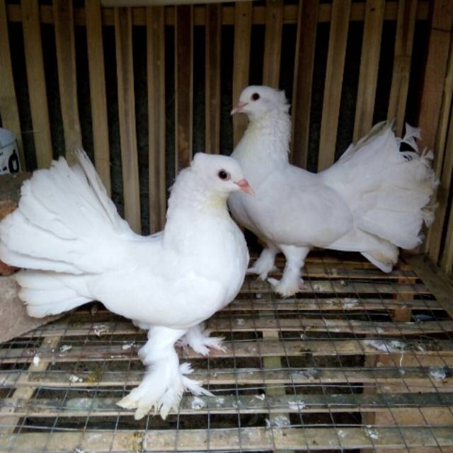 Burung Dara Putih Merpati Wedding Shopee Indonesia