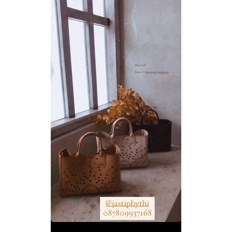 Protea x Patricia Stephanie