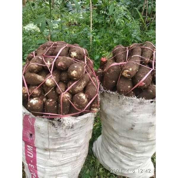 

TALAS GUNUNG 500 GR