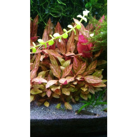 alternanthera rosanevig tanaman 20btg, tanaman aquascape, tanaman hias, tanaman aquarium