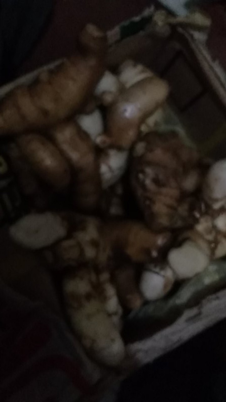 Kunyit Putih/temu Putih Fresh1 Kg