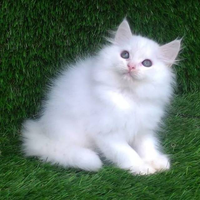 Jual kucing persia | Shopee Indonesia