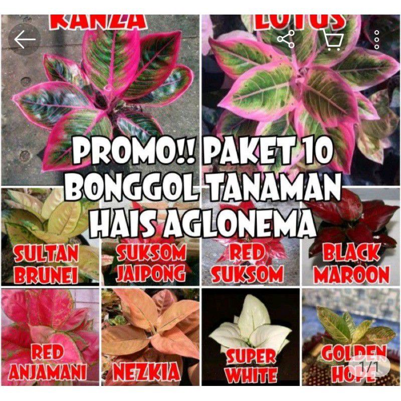 paket10aglonema