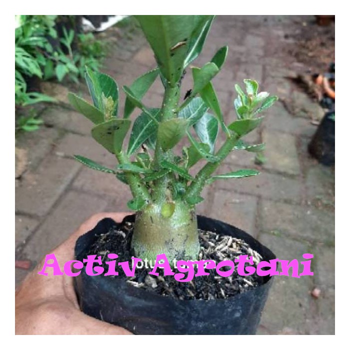 POHON BONSAI ADENIUM ARABICUM OBESUM-bibit tanaman bonsai adenium obesum Activ Agrotani