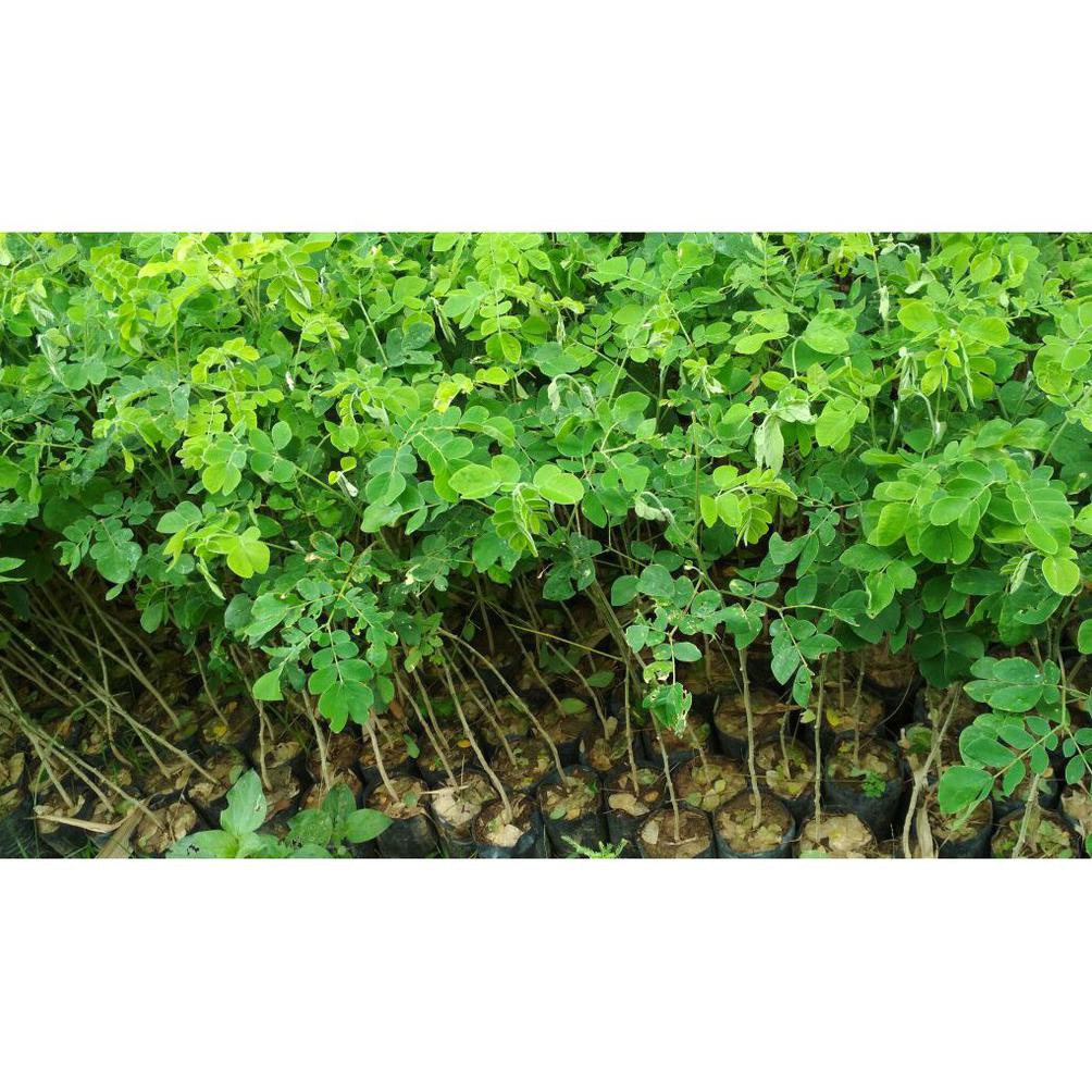 Bibit Trembesi 10 Bibit