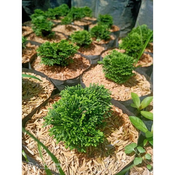 Cemara inoki mini daun hijau