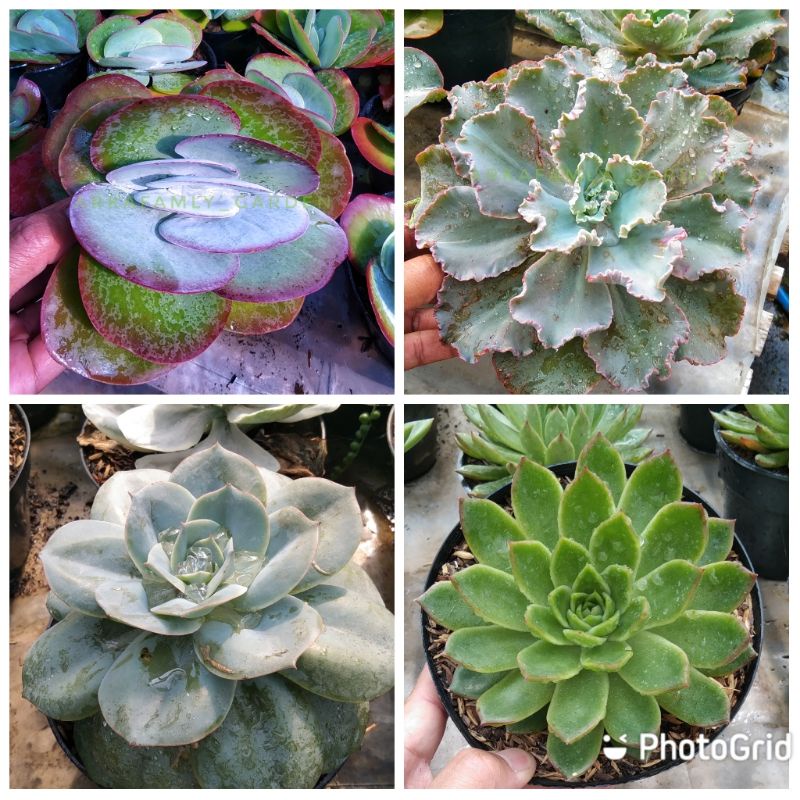 Kaktus Squlen Ukuran Besar/Tanaman kaktus squlen