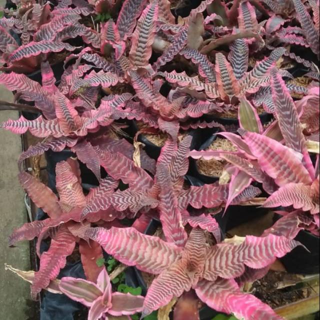 Tanaman Hias - Cryptanthus Elaine