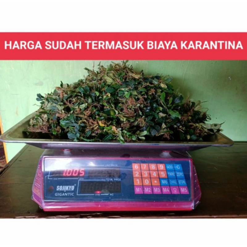 tanaman aquascape aquarium bucephalandra buce batangan 1 kilo