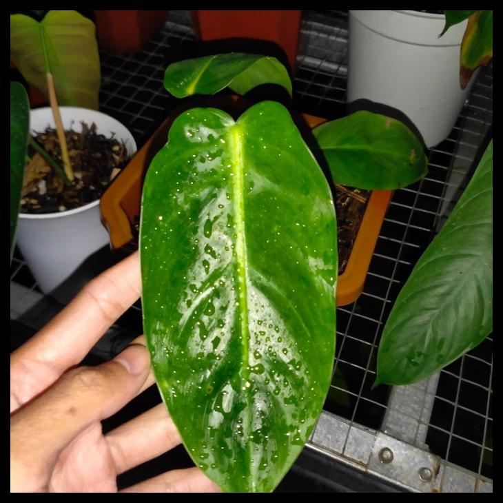 Jual Philodendron Esmeraldense Narrow Sale | Shopee Indonesia