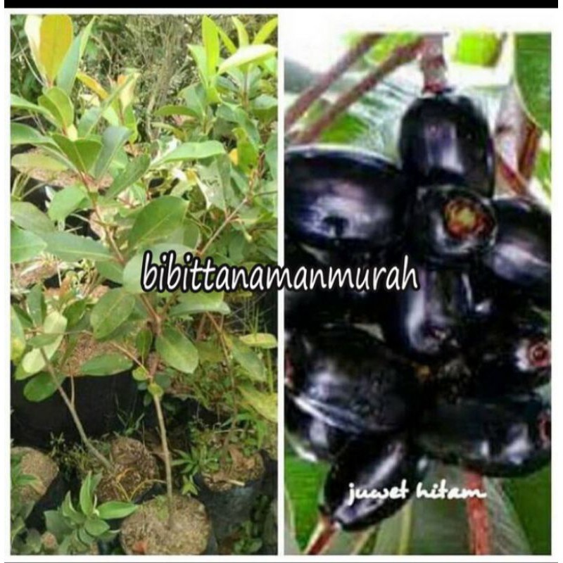 bibit juwet tanpa biji