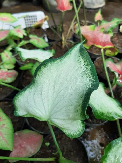 Bibit Caladium Keladi Hias White Knight Murmer Shopee Indonesia