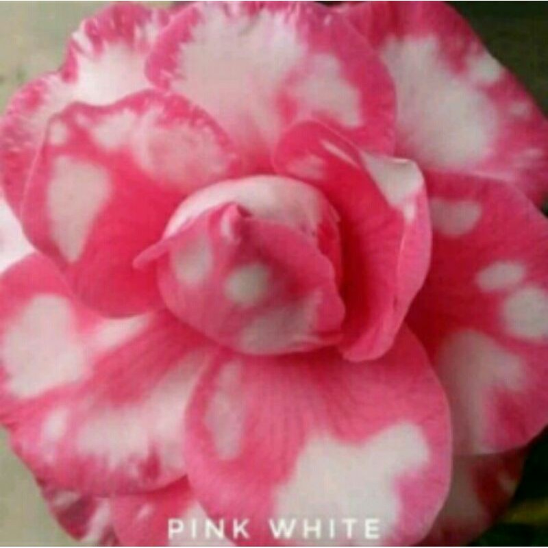 BIBIT ADENIUM KAMBOJA JEPANG PINK PUTIH