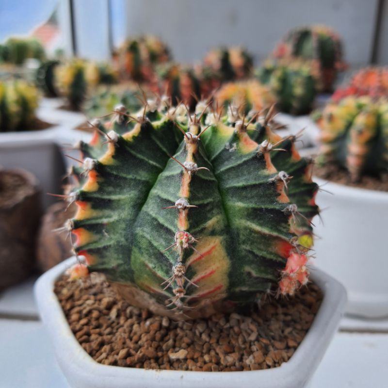 Kaktus ownroot gymnocalycium starfire