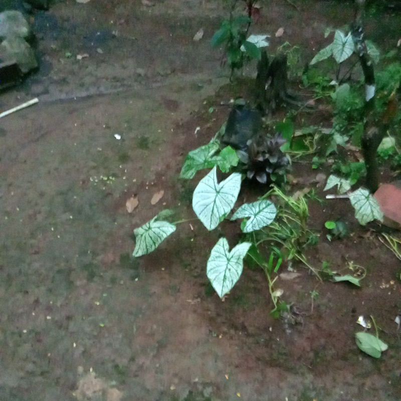 

kladi putih