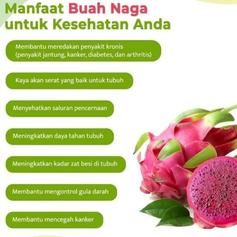 Bibit buah naga merah