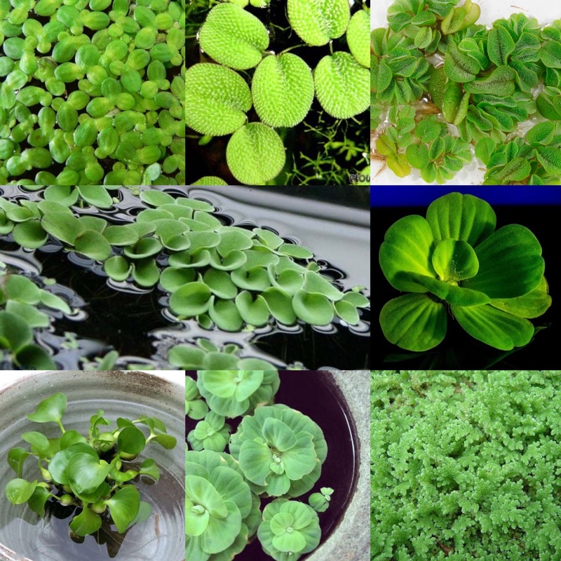 Jual Tanaman Apung Salvinia Minima Salvinia Molesta Salvinia