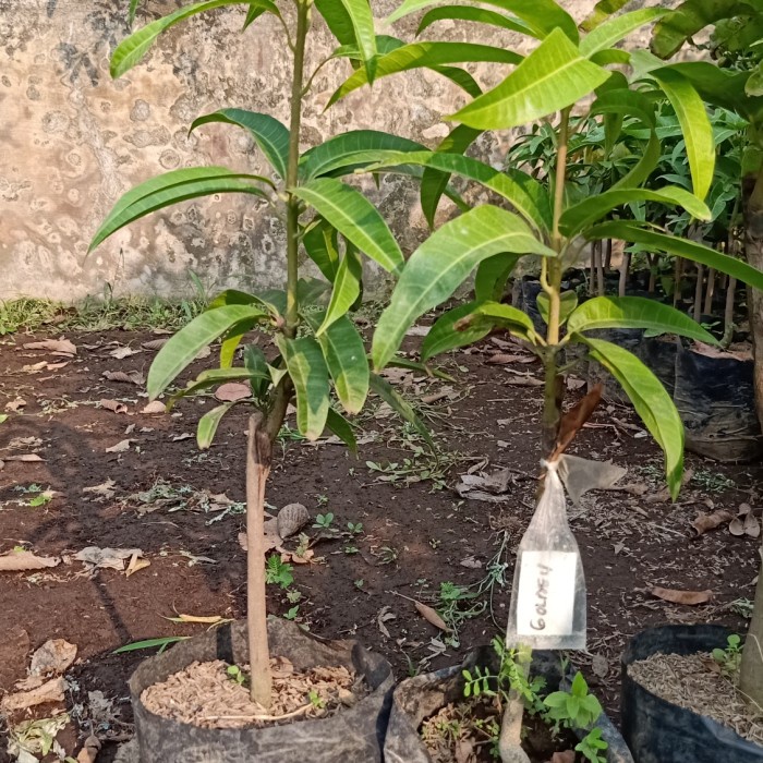 Bibit mangga namdokmai (golden)