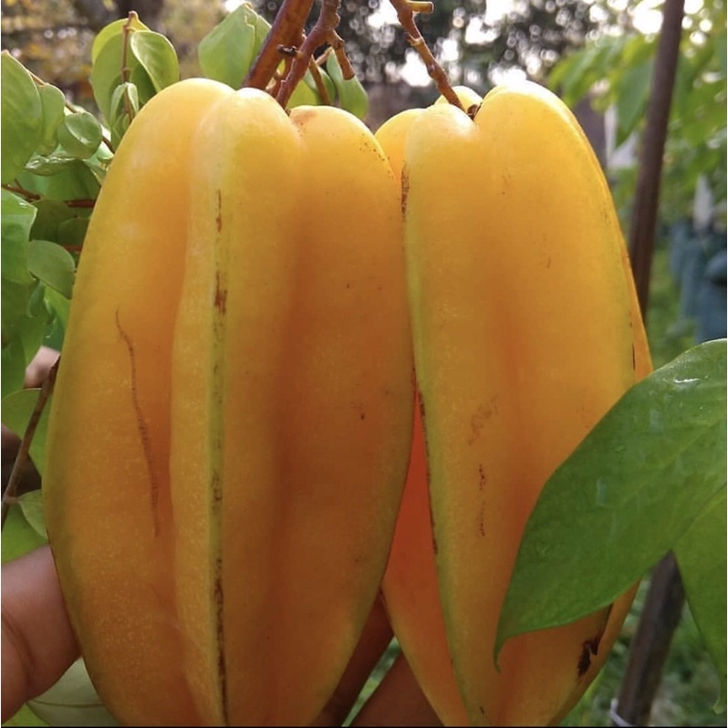 BIBIT BELIMBING MADU SUPER JUMBO BERBUAH