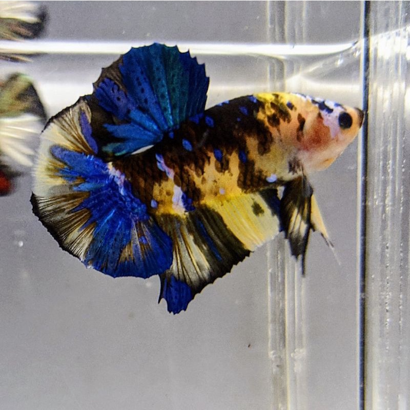 Ikan Cupang Yellow Koi Galaxy