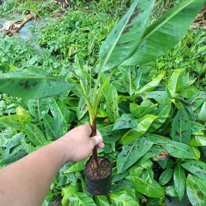 bibit ambon kuning super