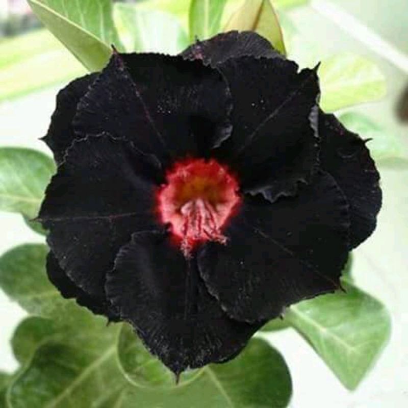 kamboja tumpuk