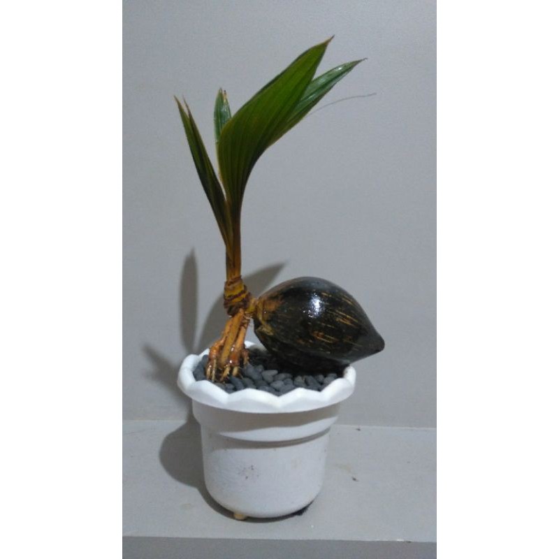 bonsai kelapa / bonkla