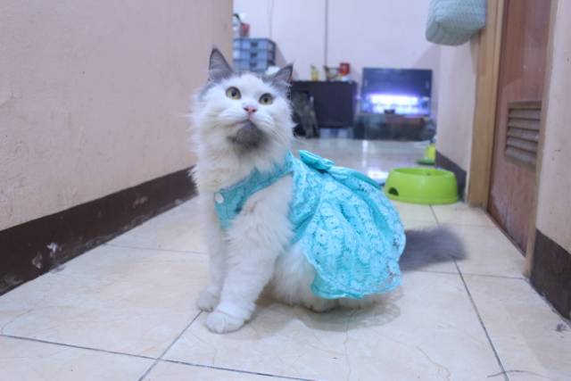 Dress satin renda warna toska untuk kucing dan anjing / baju kucing anjing murah size S-XL