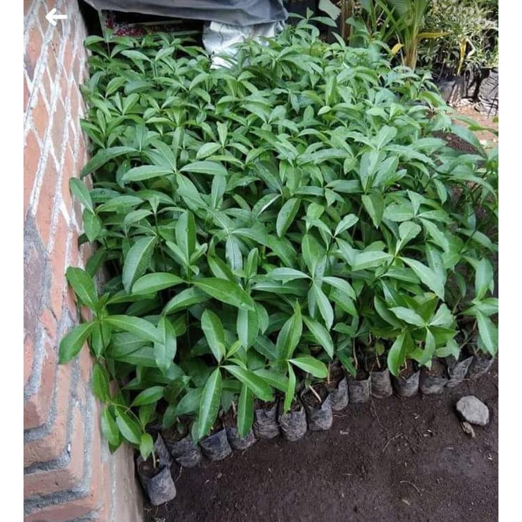 *_* Diskon Bibit Pohon Pule Pulai Bahan Bonsai Berkwalitas