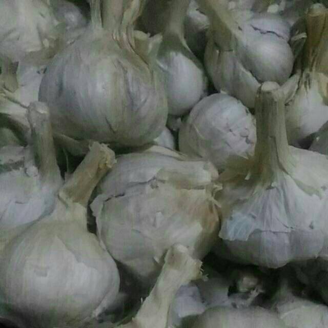 Bawang Putih Kating Kotor  perkilo