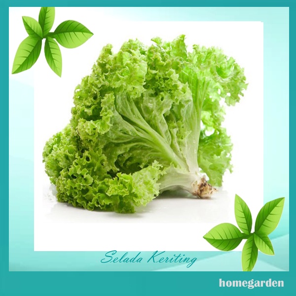 Bibit Selada Keriting Benih Selada repack Bibit Tanaman Sayuran