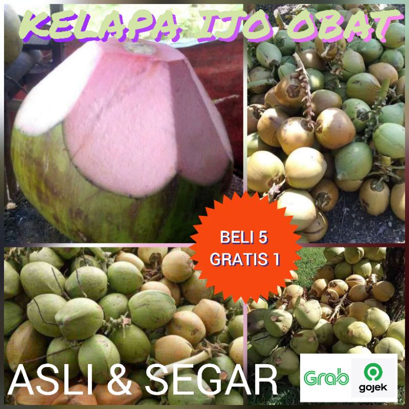 kelapa hijau untuk obat (kelapa ijo serat merah)