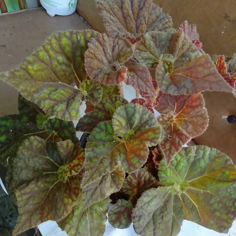 tanaman hias begonia keong madu