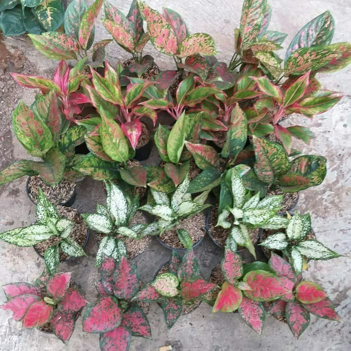 Aglonema Paket 25 Bibit Bunga Aglonema -bibit unggul